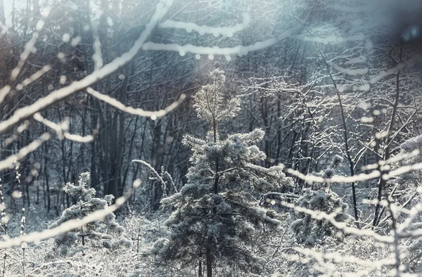 Arbres gelés dans la forêt — Photo