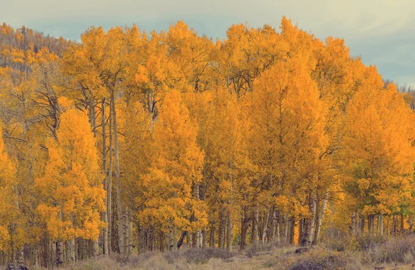 Pittoreske herfst bos — Stockfoto