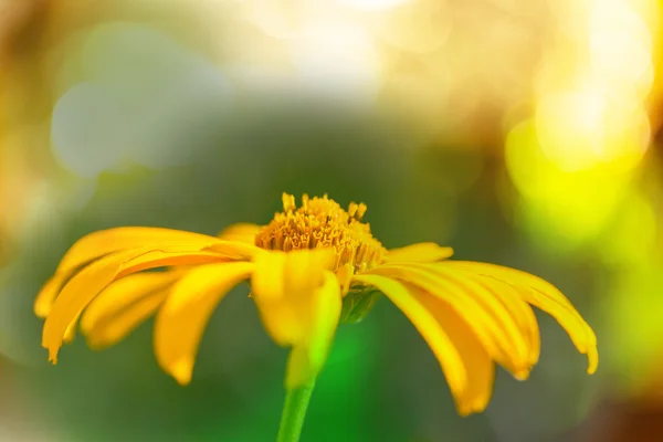 Schöne gelbe Wildblume — Stockfoto