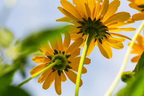 Gelbe Wildblumen — Stockfoto