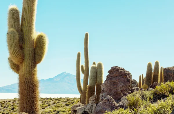 Kaktusy v bolivijské Altiplano — Stock fotografie