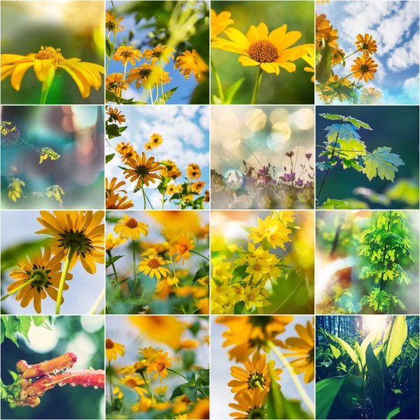 Zomerbloemen Collage — Stockfoto