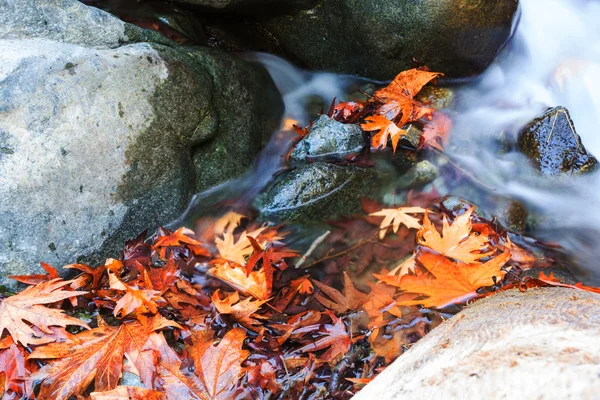 Potok leśny jesienią — Zdjęcie stockowe
