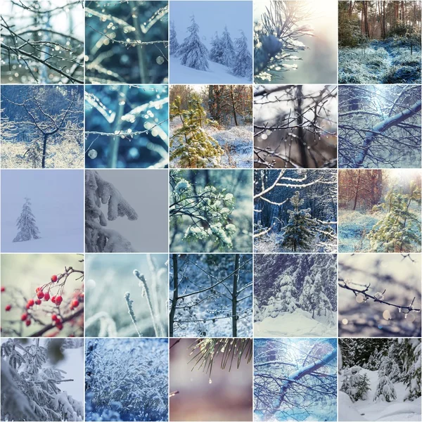 Conjunto de naturaleza de invierno — Foto de Stock