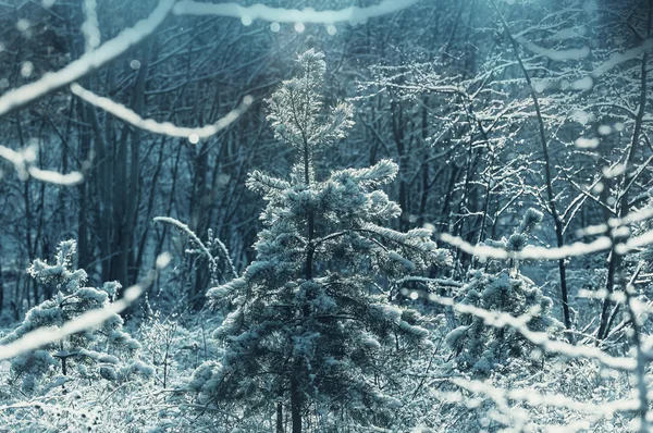 Arbres gelés dans la forêt — Photo