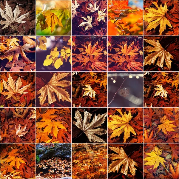 Φθινοπωρινά φύλλα κολάζ — Φωτογραφία Αρχείου