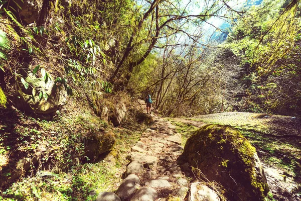 Hiker in Himalayan jungles — Stock Photo, Image