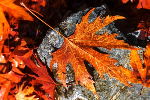 Bunte Herbstblätter — Stockfoto