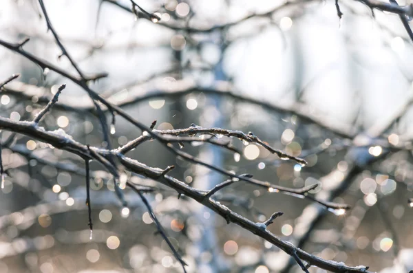 Ramo d'albero congelato — Foto Stock