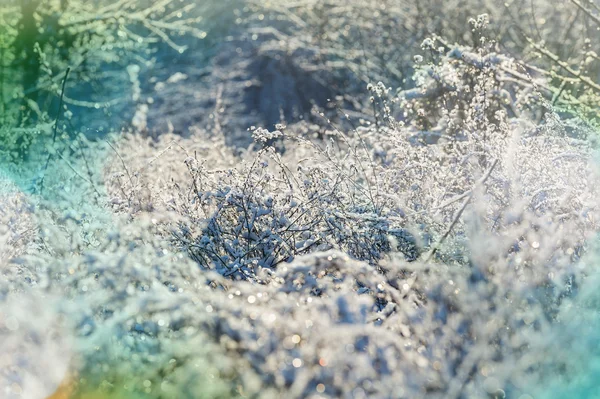 Grama congelada perto — Fotografia de Stock