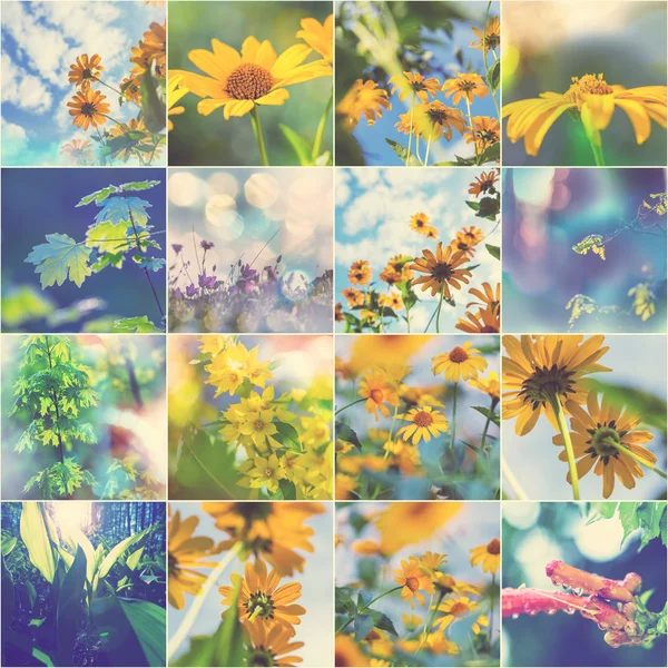 Yaz çiçek kolaj — Stok fotoğraf