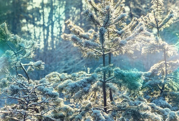 Sneeuw bedekte bos — Stockfoto