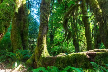 Olimpiyat ulusal parkında yağmur ormanı 