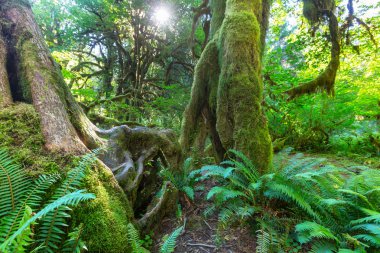 Olimpiyat ulusal parkında yağmur ormanı 
