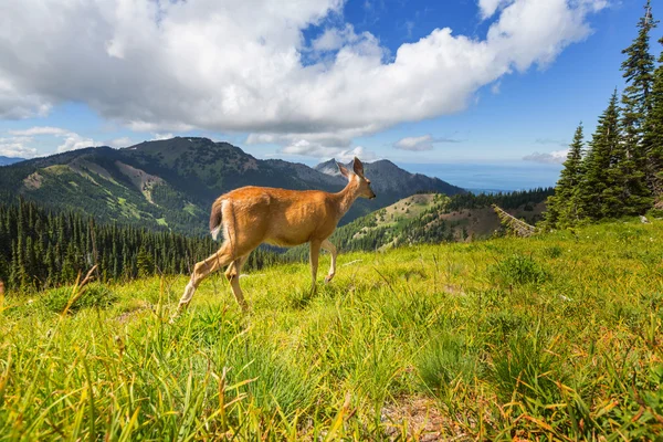 Cerf dans la forêt verte, États-Unis — Photo