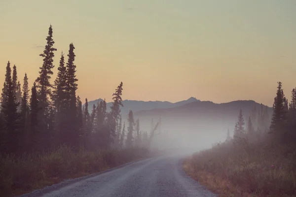 Magic misty forest — Stock Photo, Image