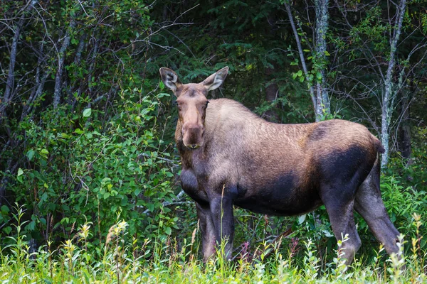 Grote moose in groene woud — Stockfoto