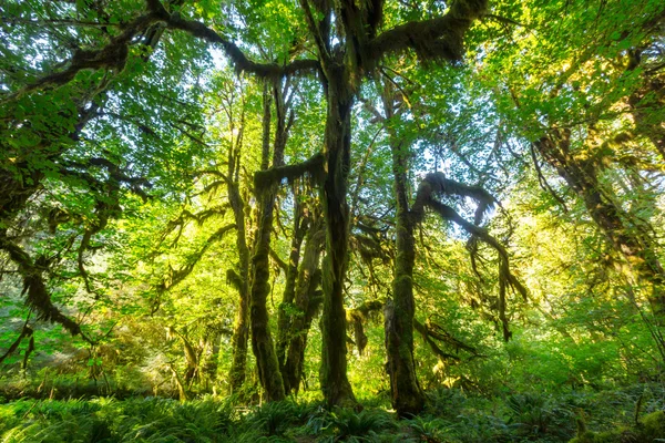 Foresta pluviale nel parco nazionale olimpico — Foto Stock