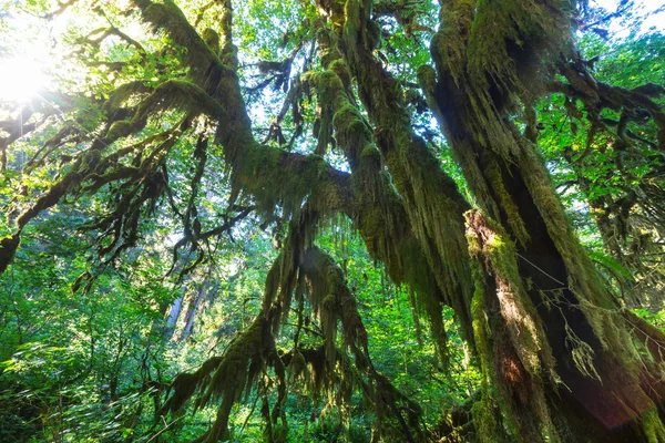 Bosque lluvioso en parque nacional olímpico —  Fotos de Stock