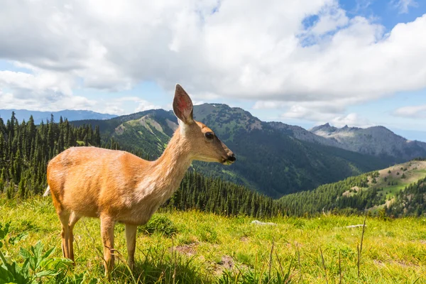 Cerf dans la forêt verte, États-Unis — Photo