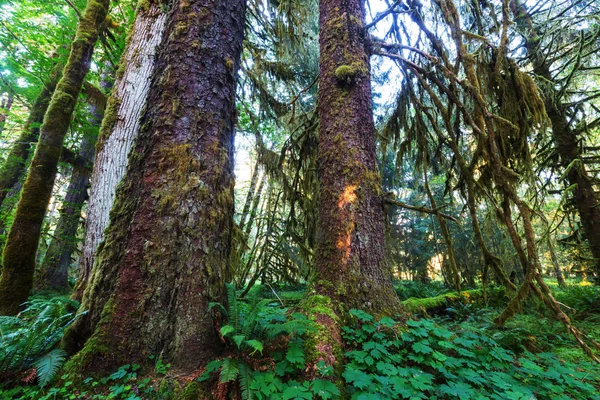 Regenwoud in Olympisch Nationaal Park — Stockfoto