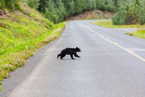 Oso negro corriendo por la carretera — Foto de Stock