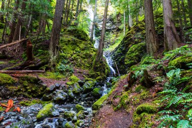 Kanada'da güzel şelale