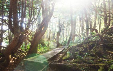 Yağmur ormanlarında Vancouver Adası