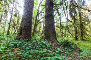 Olimpik Milli Park ormanda