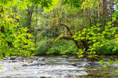 Olimpik Milli Park ormanda