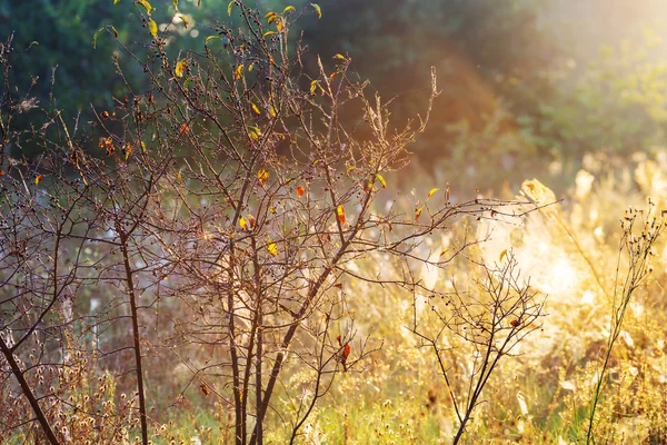 美しい秋のシーン — ストック写真