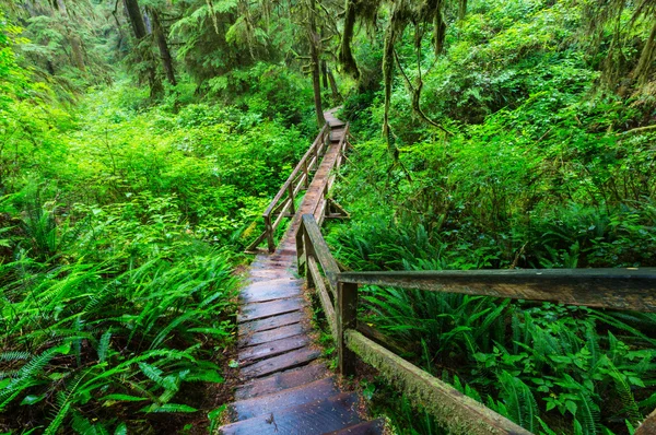 Regenwoud in Vancouver island — Stockfoto