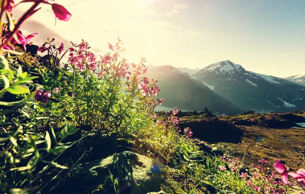 Pięknej górskiej łące — Zdjęcie stockowe