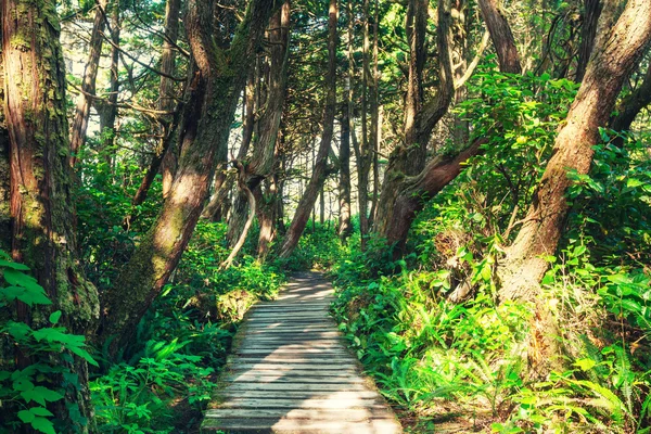 Forêt tropicale sur l'île de Vancouver — Photo