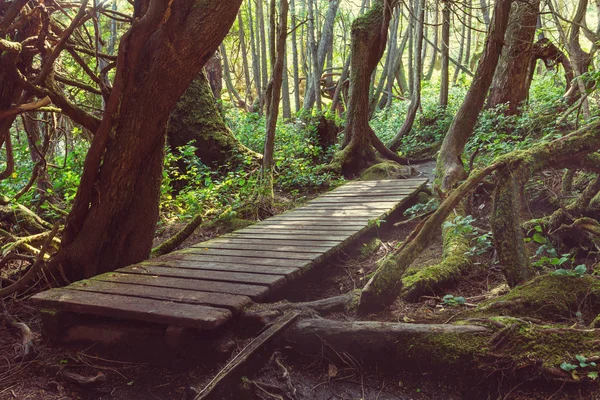 Forêt tropicale sur l'île de Vancouver — Photo