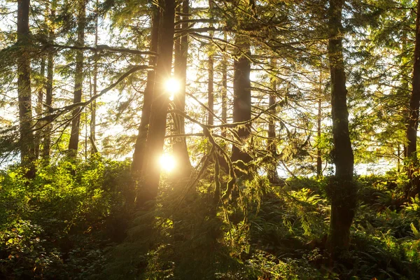 Selva tropical en la isla de Vancouver — Foto de Stock