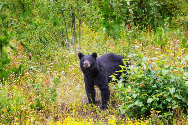 Черный медведь в лесу — стоковое фото