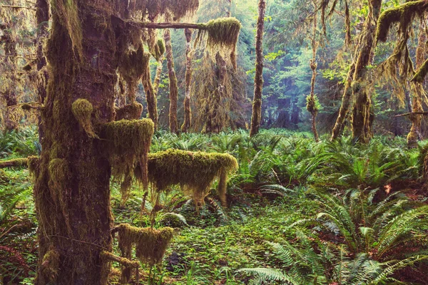 Floresta no Parque Nacional Olímpico — Fotografia de Stock