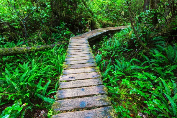 Selva tropical en la isla de Vancouver — Foto de Stock