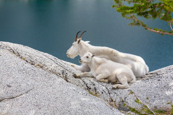 Wild Mountain Goats