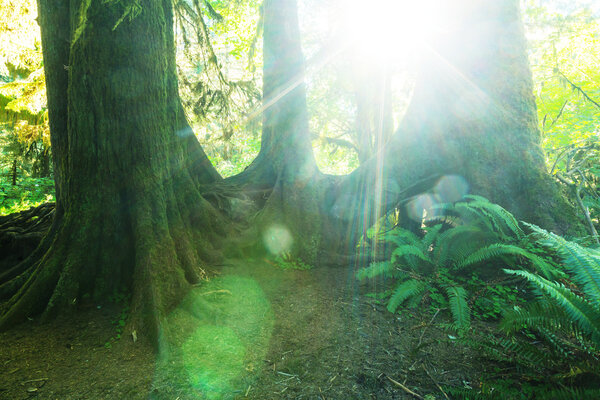 depositphotos_121666584-stock-photo-forest-in-olympic-national-park.jpg