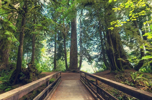 Wooden Boardwalk in the forest — Stock Photo, Image