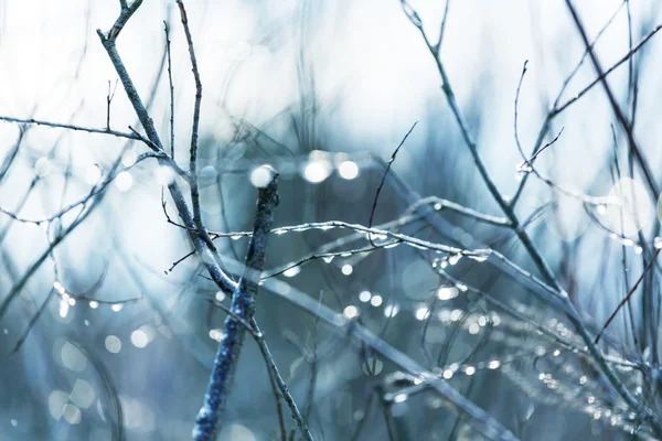 Pintoresco bosque cubierto de nieve — Foto de Stock