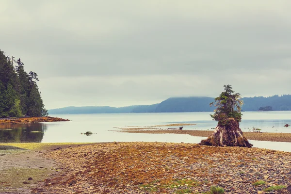 Όμορφο νησί Βανκούβερ — Φωτογραφία Αρχείου