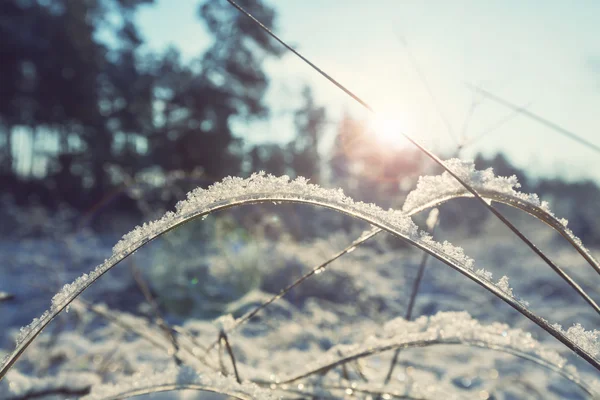 Bella erba congelata — Foto Stock
