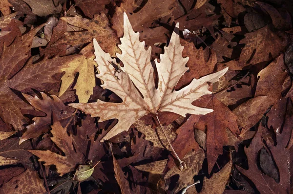 Folhas de outono coloridas — Fotografia de Stock