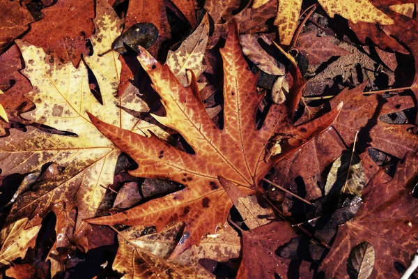 Bunte Herbstblätter — Stockfoto