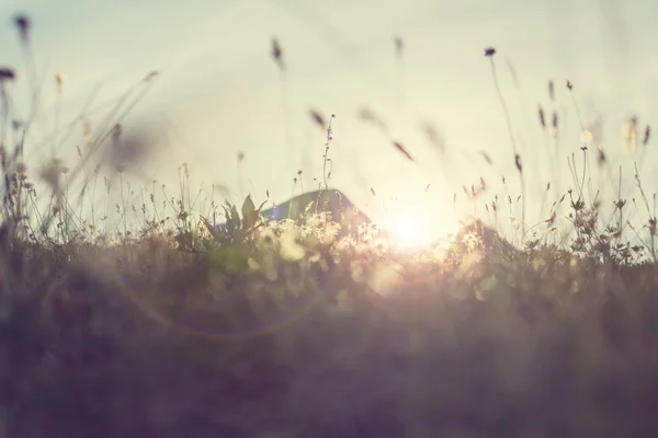 日当たりの良い夏の草原 — ストック写真