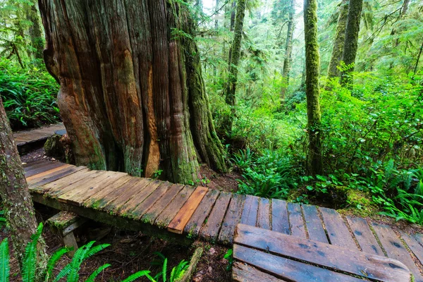 Floresta tropical em Vancouver — Fotografia de Stock