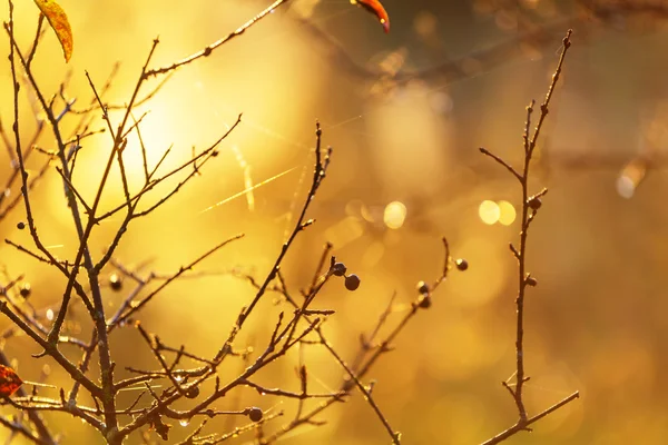 Schöne Herbstszene — Stockfoto